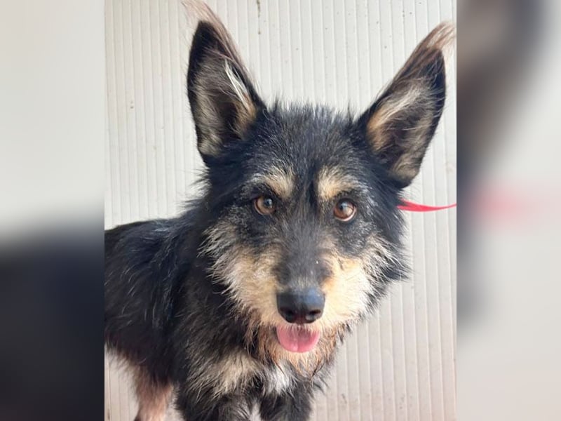 ❤️ süßes Pinsel-Öhrchen LEDI - 2 Jahre, 40cm/12kg - Schnauzer-Mix ❤️