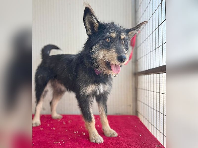 ❤️ süßes Pinsel-Öhrchen LEDI - 2 Jahre, 40cm/12kg - Schnauzer-Mix ❤️