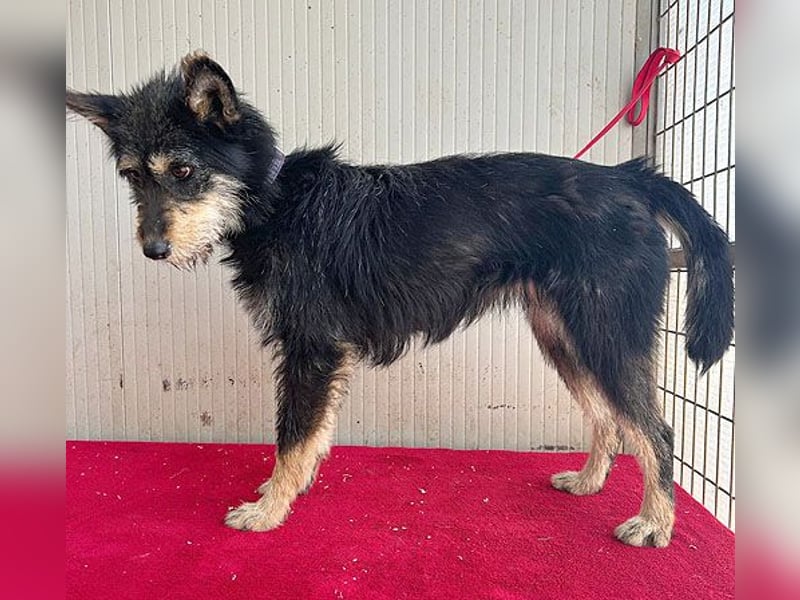 ❤️ süßes Pinsel-Öhrchen LEDI - 2 Jahre, 40cm/12kg - Schnauzer-Mix ❤️