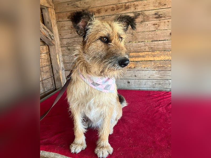 superliebe Familienhündin - 2,5 Jahre, 50cm/20kg - Schnauzer-Mix