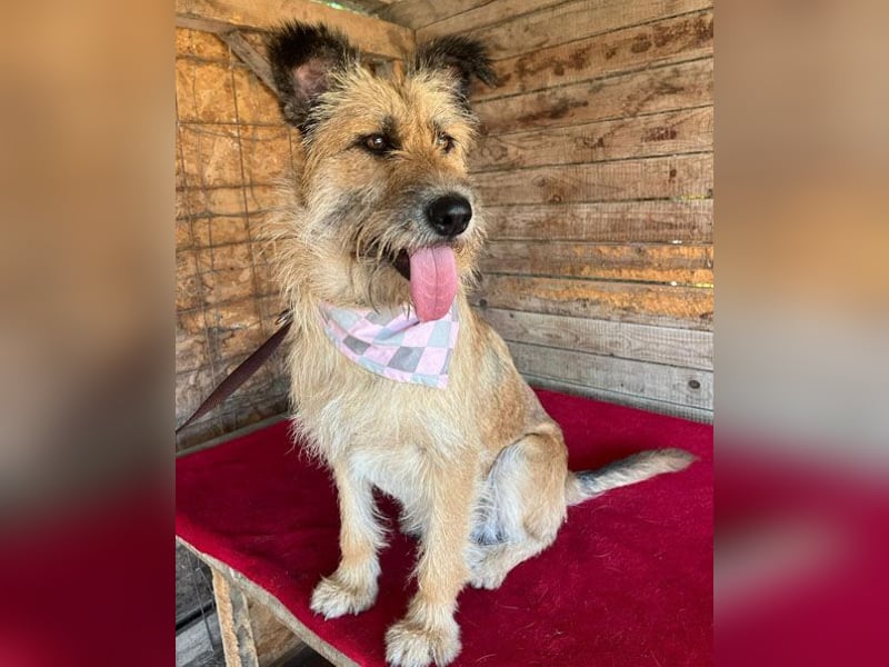superliebe Familienhündin - 2,5 Jahre, 50cm/20kg - Schnauzer-Mix