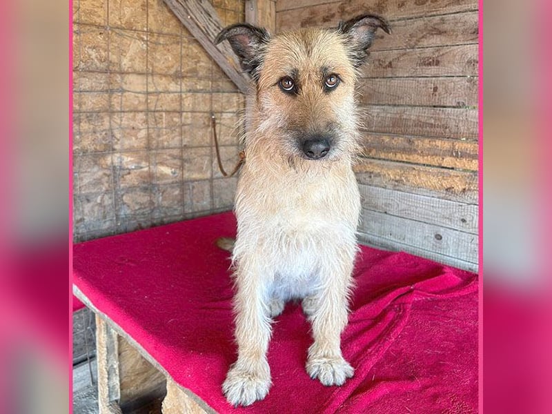 superliebe Familienhündin - 2,5 Jahre, 50cm/20kg - Schnauzer-Mix
