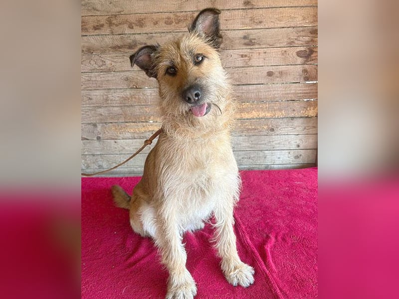 superliebe Familienhündin - 2,5 Jahre, 50cm/20kg - Schnauzer-Mix