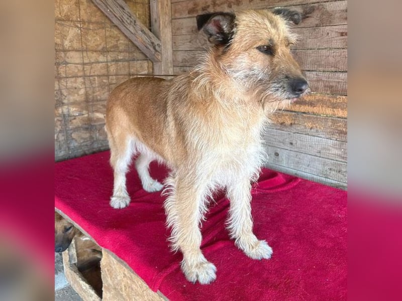 superliebe Familienhündin - 2,5 Jahre, 50cm/20kg - Schnauzer-Mix