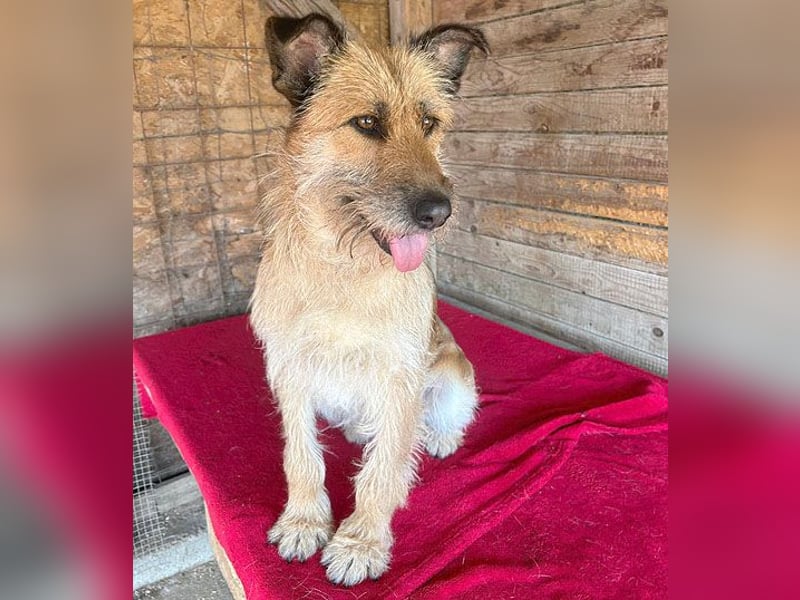 superliebe Familienhündin - 2,5 Jahre, 50cm/20kg - Schnauzer-Mix