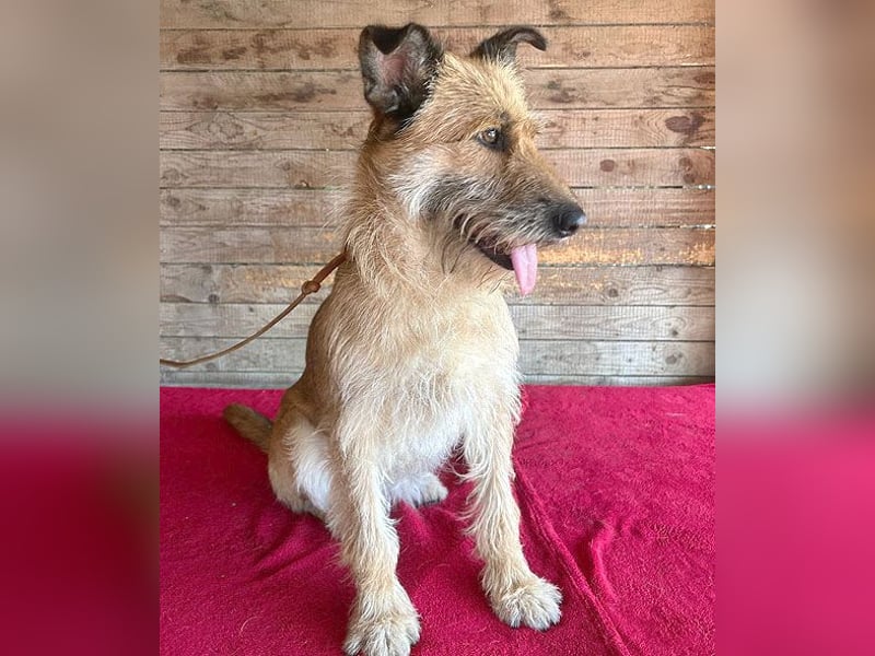 superliebe Familienhündin - 2,5 Jahre, 50cm/20kg - Schnauzer-Mix