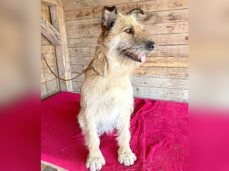 superliebe Familienhündin - 2,5 Jahre, 50cm/20kg - Schnauzer-Mix
