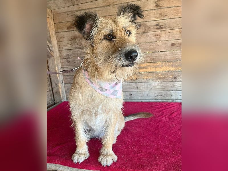 superliebe Familienhündin - 2,5 Jahre, 50cm/20kg - Schnauzer-Mix