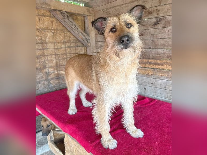 superliebe Familienhündin - 2,5 Jahre, 50cm/20kg - Schnauzer-Mix