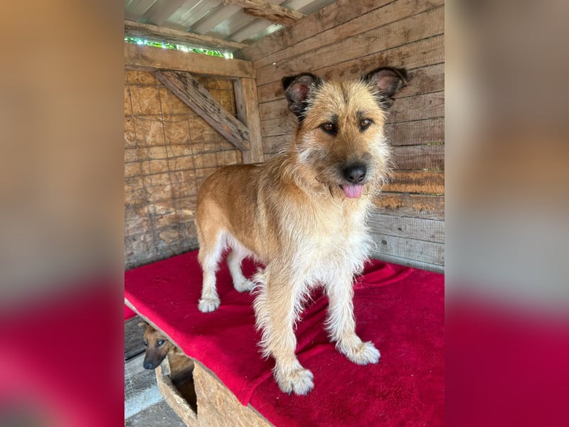 Nicsa, Schnauzer-Mix, Hündin, geb. am 01.04.2023, 50 cm