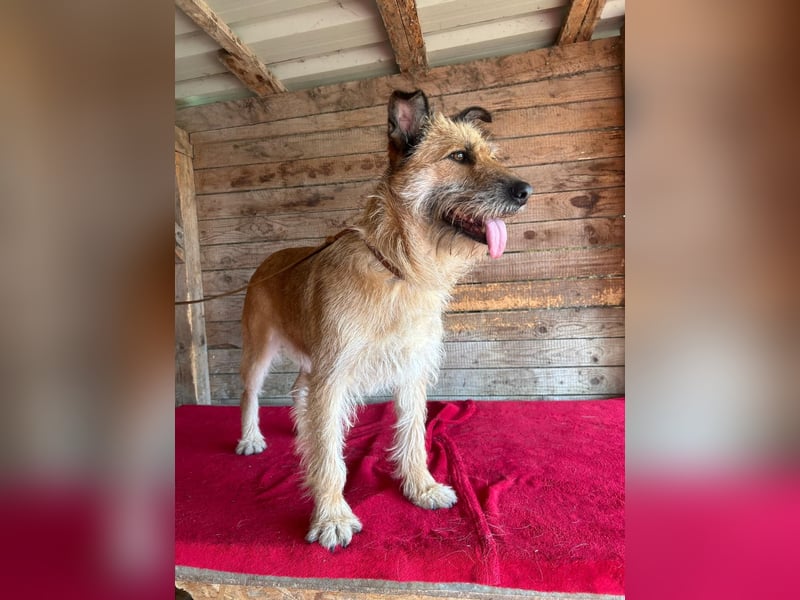 Nicsa, Schnauzer-Mix, Hündin, geb. am 01.04.2023, 50 cm