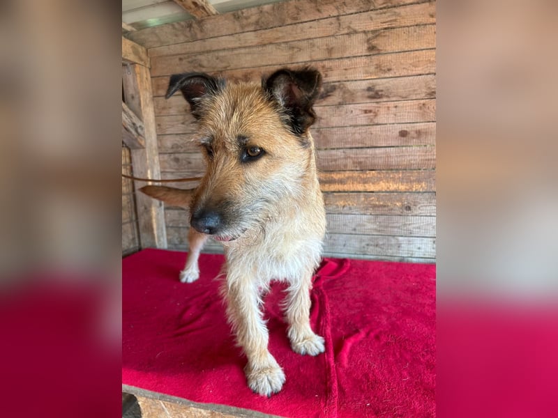 Nicsa, Schnauzer-Mix, Hündin, geb. am 01.04.2023, 50 cm