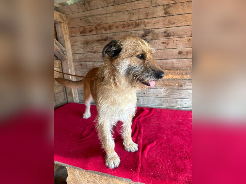 Nicsa, Schnauzer-Mix, Hündin, geb. am 01.04.2023, 50 cm