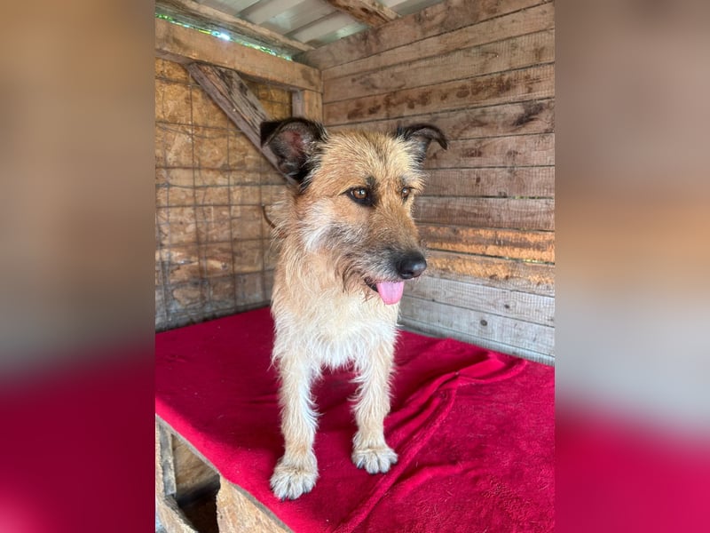 Nicsa, Schnauzer-Mix, Hündin, geb. am 01.04.2023, 50 cm