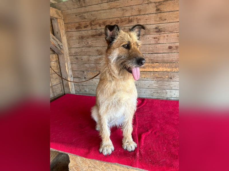 Nicsa, Schnauzer-Mix, Hündin, geb. am 01.04.2023, 50 cm