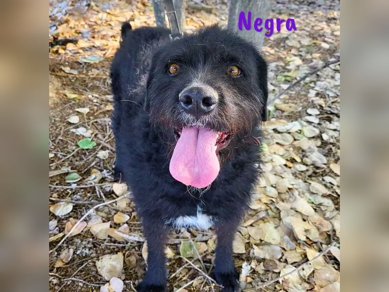 Negra 01/2018 (ESP) - sehr liebevolle, verschmuste und menschenbezogene Schnauzer-Mix Hündin!