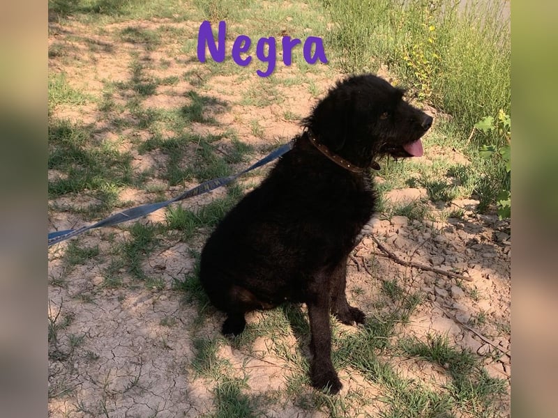 Negra 01/2018 (ESP) - sehr liebevolle, verschmuste und menschenbezogene Schnauzer-Mix Hündin!