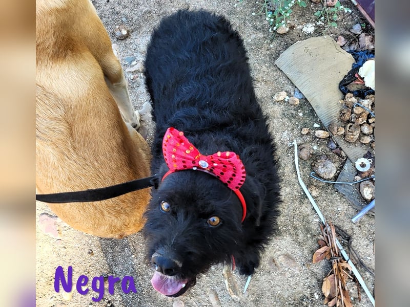 Negra 01/2018 (ESP) - sehr liebevolle, verschmuste und menschenbezogene Schnauzer-Mix Hündin!