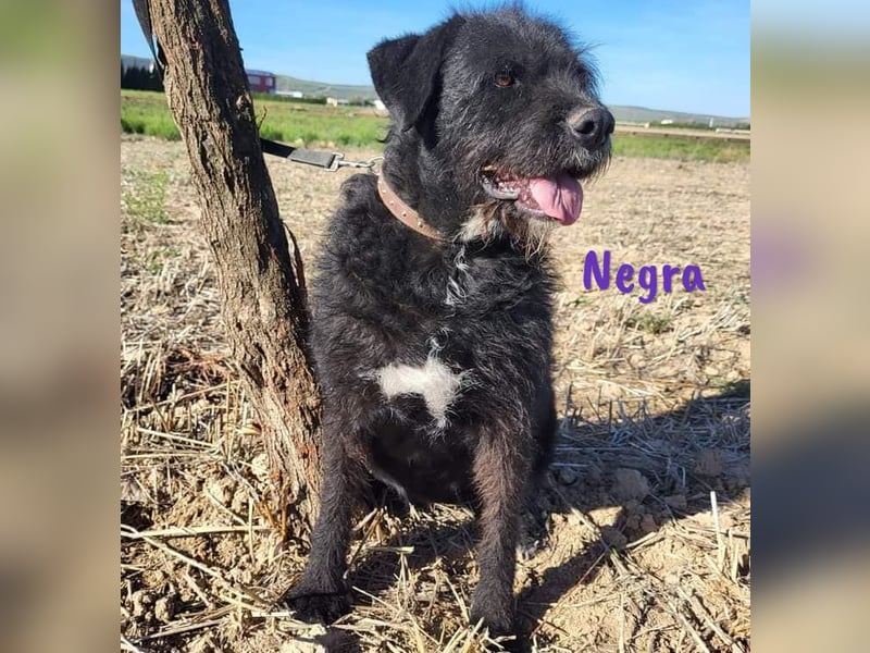Negra 01/2018 (ESP) - sehr liebevolle, verschmuste und menschenbezogene Schnauzer-Mix Hündin!