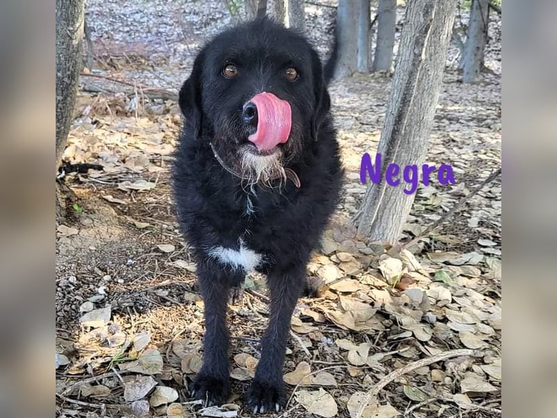 Negra 01/2018 (ESP) - sehr liebevolle, verschmuste und menschenbezogene Schnauzer-Mix Hündin!
