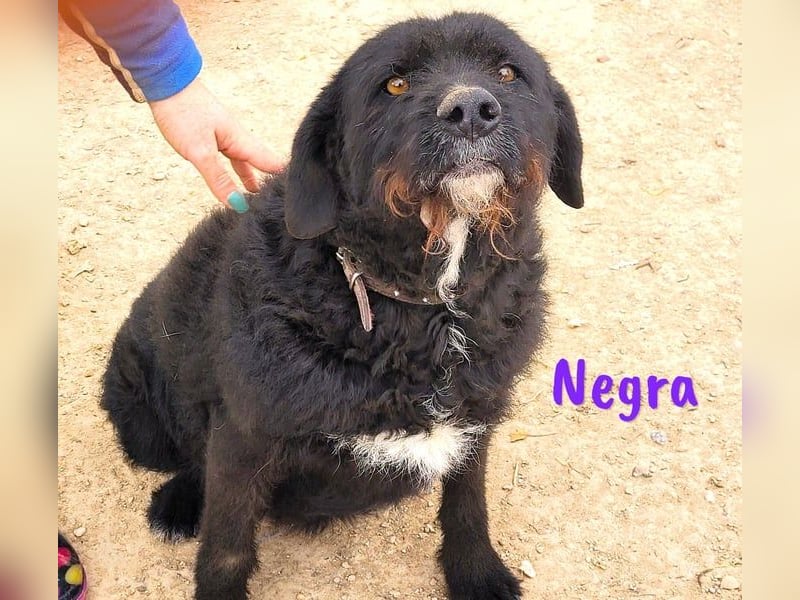 Negra 01/2018 (ESP) - sehr liebevolle, verschmuste und menschenbezogene Schnauzer-Mix Hündin!