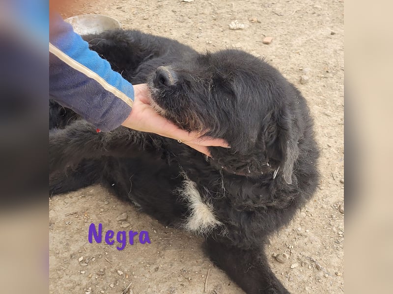 Negra 01/2018 (ESP) - sehr liebevolle, verschmuste und menschenbezogene Schnauzer-Mix Hündin!