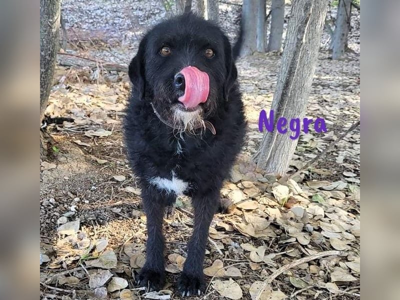 Negra 01/2018 (ESP) - sehr liebevolle, verschmuste und menschenbezogene Schnauzer-Mix Hündin!