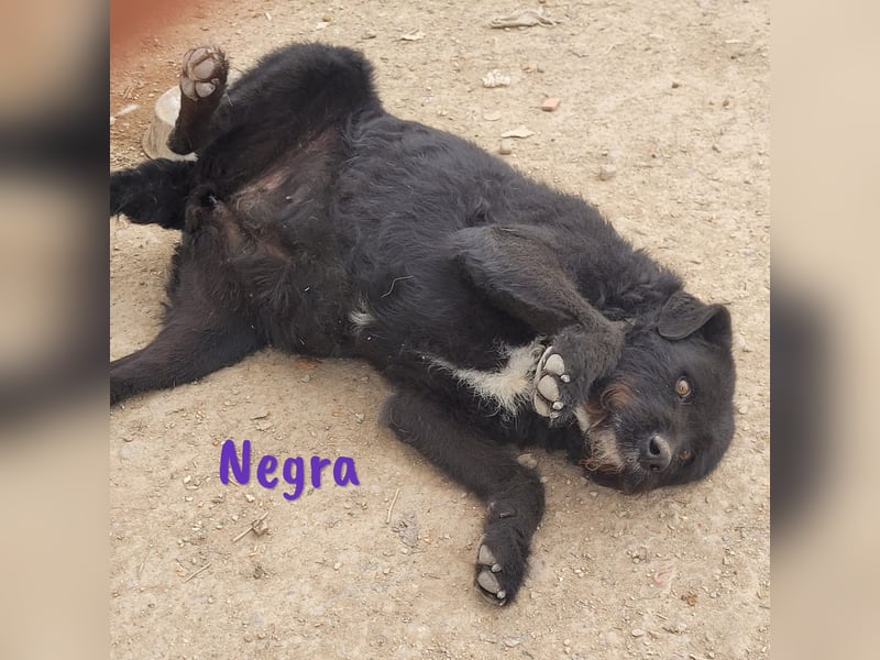 Negra 01/2018 (ESP) - sehr liebevolle, verschmuste und menschenbezogene Schnauzer-Mix Hündin!