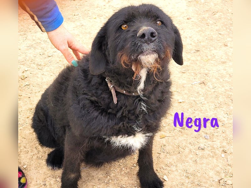 Negra 01/2018 (ESP) - sehr liebevolle, verschmuste und menschenbezogene Schnauzer-Mix Hündin!