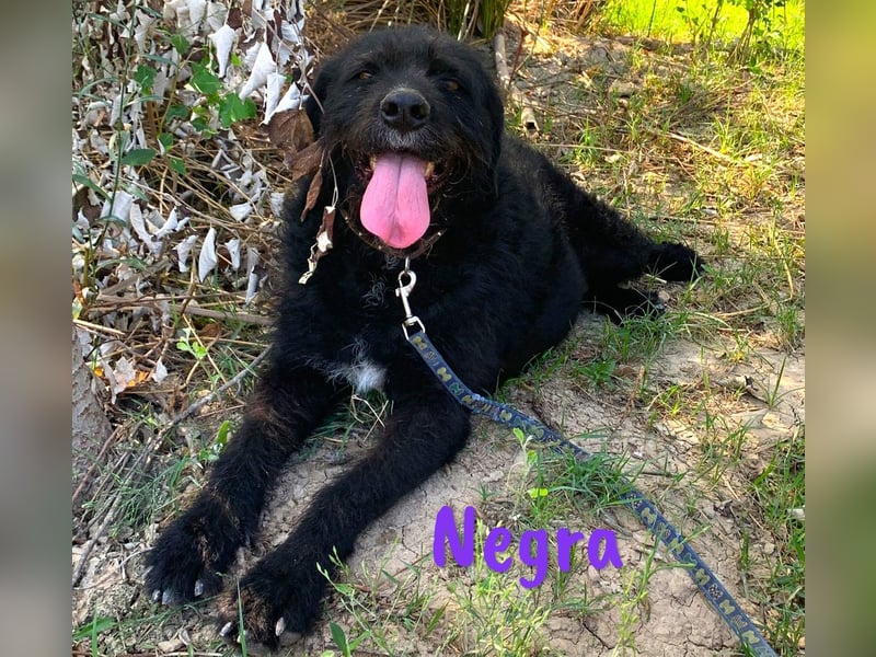 Negra 01/2018 (ESP) - sehr liebevolle, verschmuste und menschenbezogene Schnauzer-Mix Hündin!