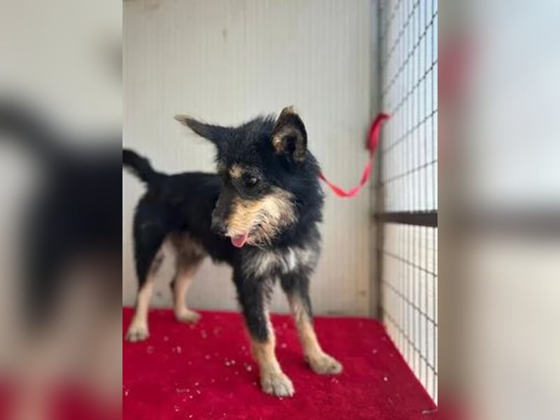 Ledi, Schnauzer-Mix, Hündin, geb. 02.04.2023, ca. 42 cm