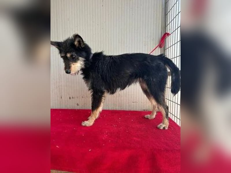 Ledi, Schnauzer-Mix, Hündin, geb. 02.04.2023, ca. 42 cm