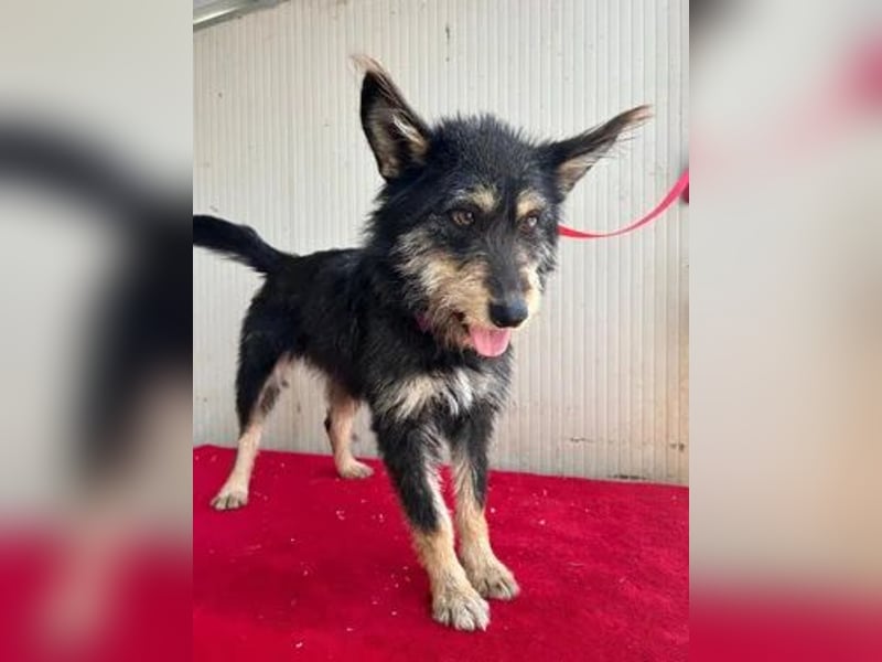 Ledi, Schnauzer-Mix, Hündin, geb. 02.04.2023, ca. 42 cm