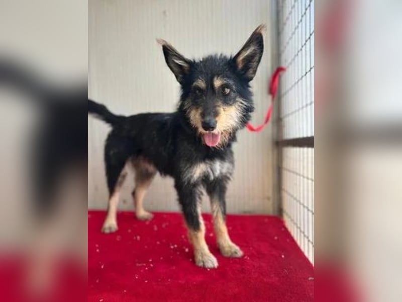 Ledi, Schnauzer-Mix, Hündin, geb. 02.04.2023, ca. 42 cm