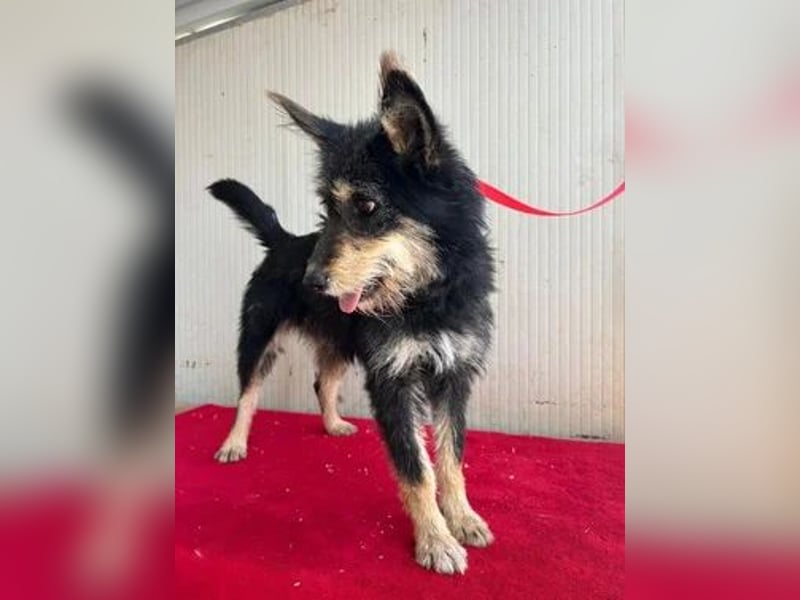 Ledi, Schnauzer-Mix, Hündin, geb. 02.04.2023, ca. 42 cm