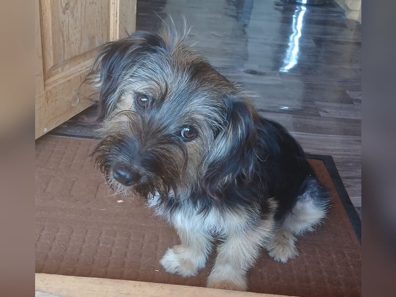 Mini MAYA sucht ein für-immer-Zuhause!