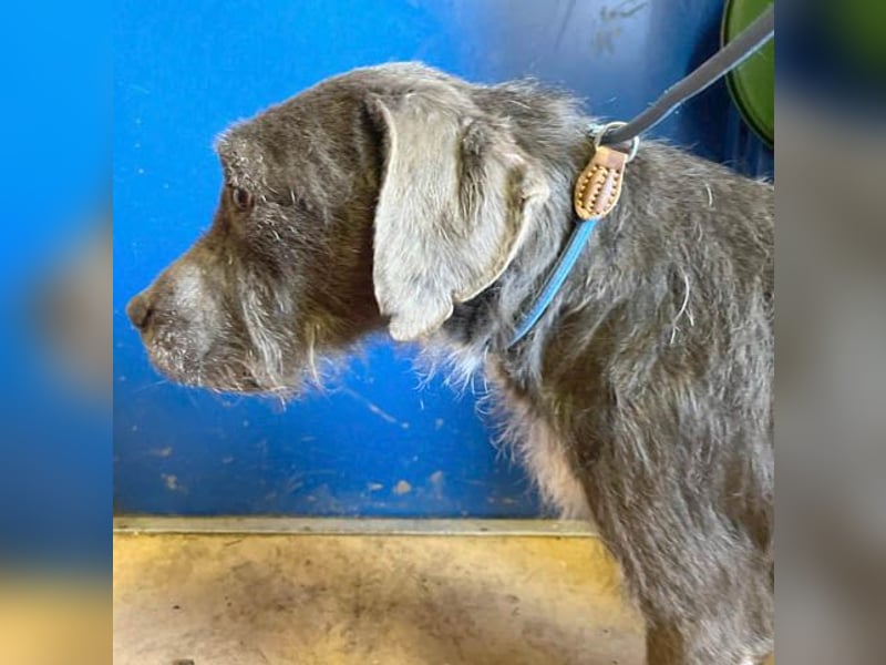 ❤️ liebebedürftige KEA - 6 Jahre, 46cm/17kg - Schnauzer-Mix