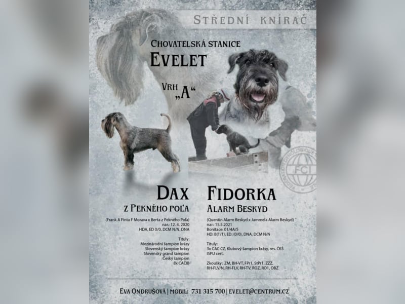 Standard Schnauzer Pfeffer und Salz
