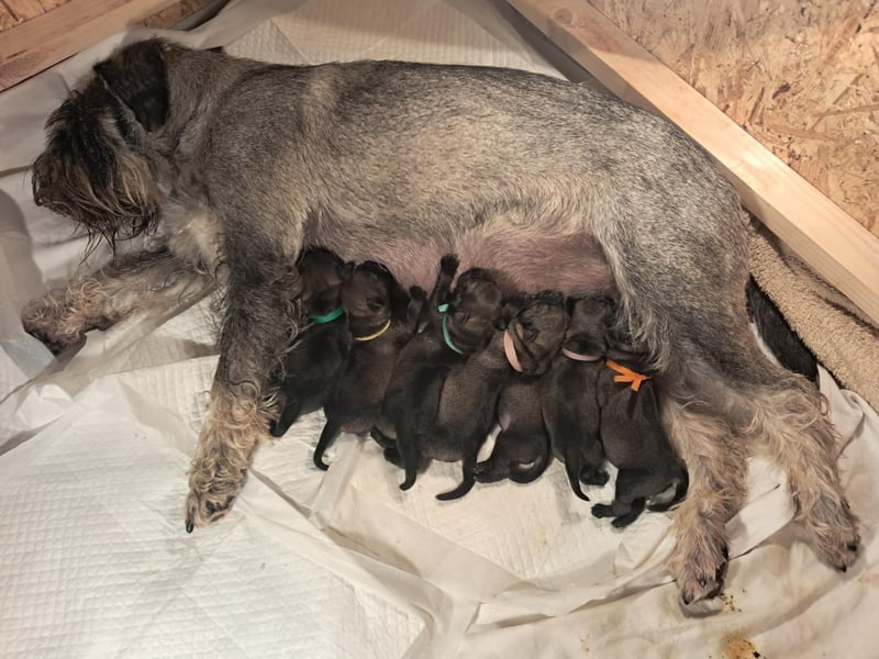 Standard Schnauzer Pfeffer und Salz