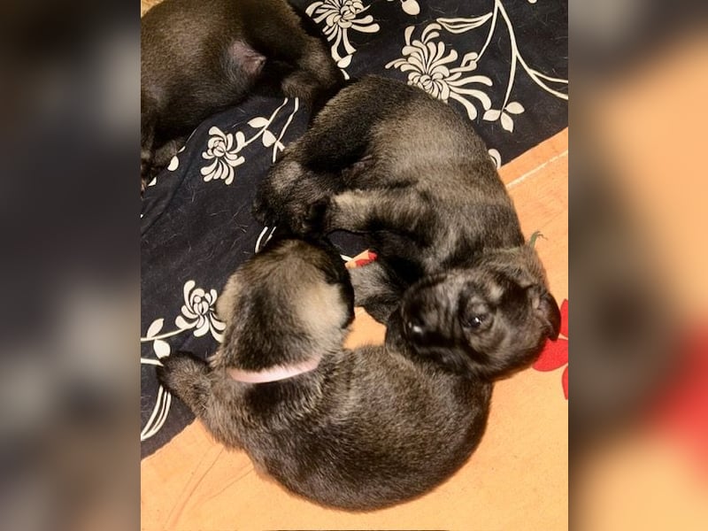 Standard Schnauzer Pfeffer und Salz
