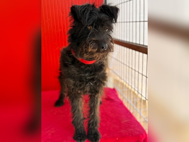 Candy, Schnauzer-Mix, Hündin, geb. am 20.07.2024, 36 cm, 10 kg