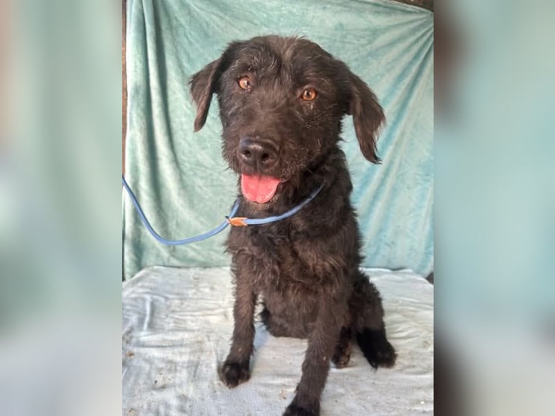 Peggy, Schnauzer-Mix, Hündin, geb. 04.12.2016, ca. 45 cm, ca. 20 kg
