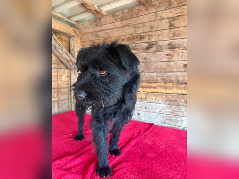 Bogi, Schnauzer-Mix, Hündin, geb. am 01.12.2023, 50 cm, 18,5 kg