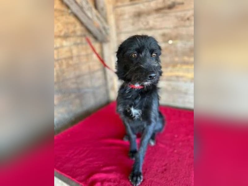 Luna, Schnauzer-Mix, Hündin, geb. 09.04.2024, ca. 40 cm, 8,6 kg