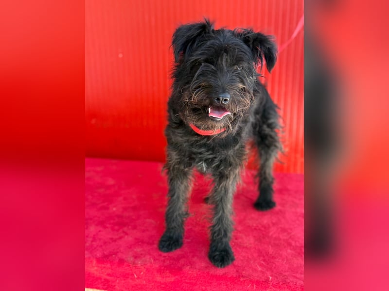 Candy, Schnauzer-Mix, Hündin, geb. am 20.07.2024, 36 cm, 10 kg