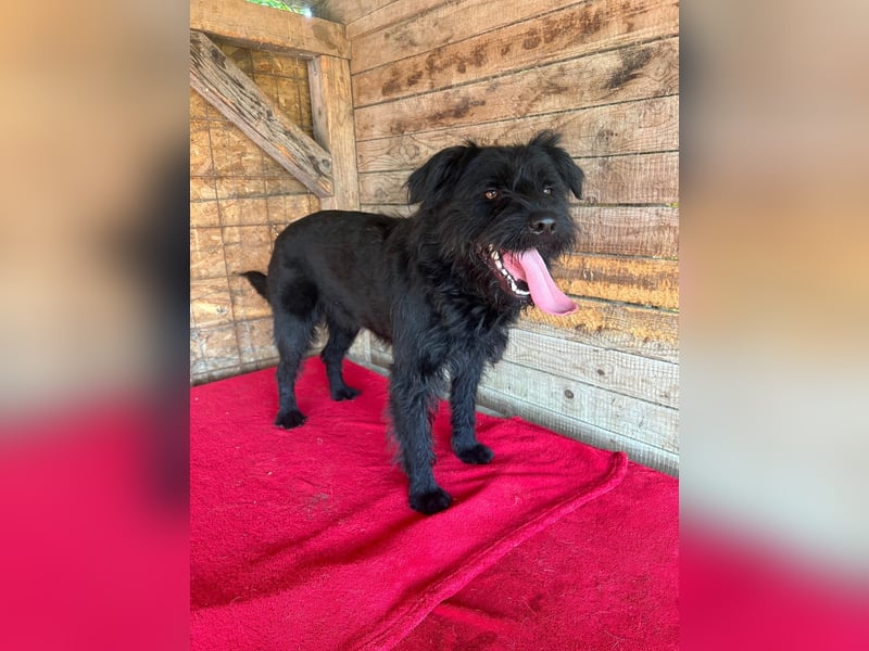 Bogi, Schnauzer-Mix, Hündin, geb. am 01.12.2023, 50 cm, 18,5 kg
