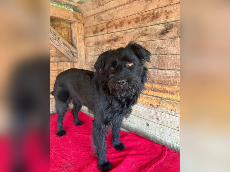 Bogi, Schnauzer-Mix, Hündin, geb. am 01.12.2023, 50 cm, 18,5 kg