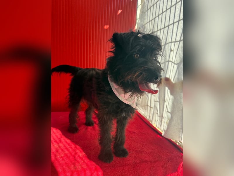 Candy, Schnauzer-Mix, Hündin, geb. am 20.07.2024, 36 cm, 10 kg