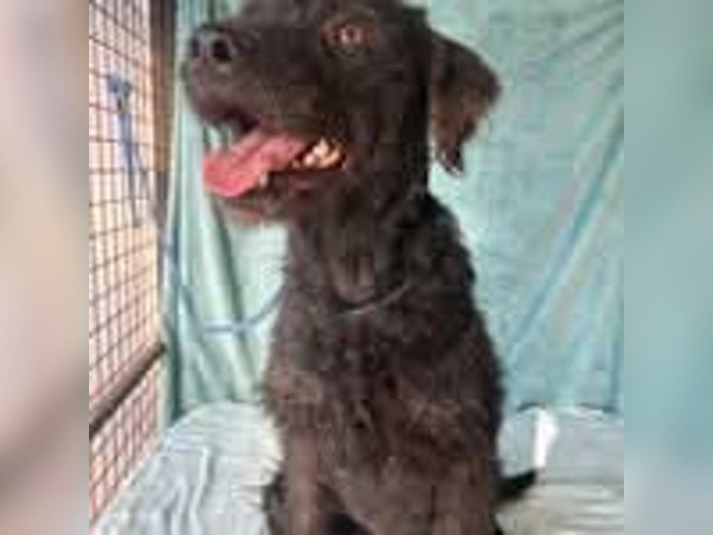Peggy, Schnauzer-Mix, Hündin, geb. 04.12.2016, ca. 45 cm, ca. 20 kg