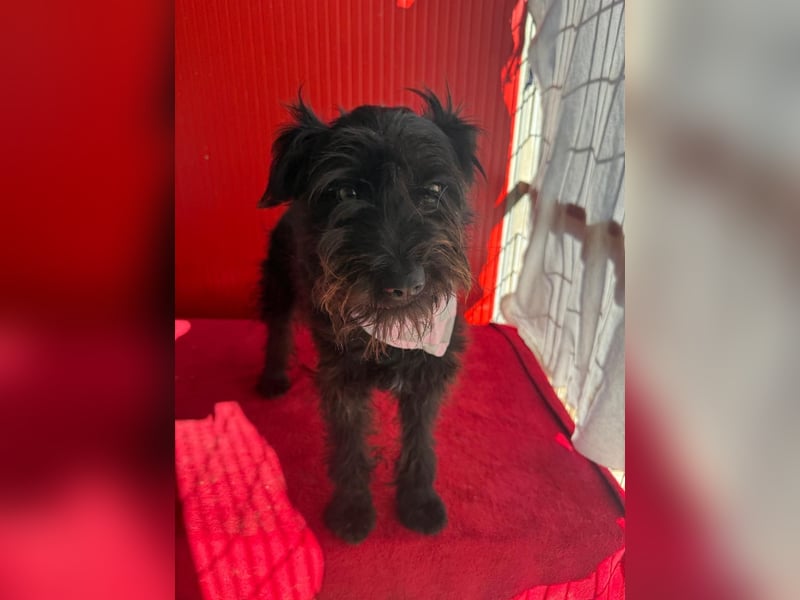Candy, Schnauzer-Mix, Hündin, geb. am 20.07.2024, 36 cm, 10 kg